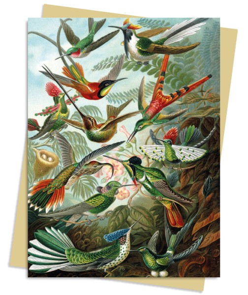 Ernst Haeckel: Hummingbirds Greeting Card Pack