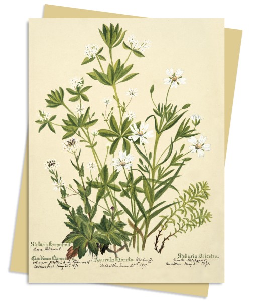 RBGE: Charlotte Cowan Pearson: Stitchworts, Woodruff and Pepperwort Greeting Card Pack